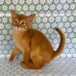 Baks Abyssinian