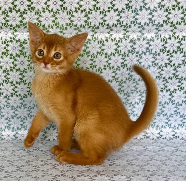 Bakara Abyssinian