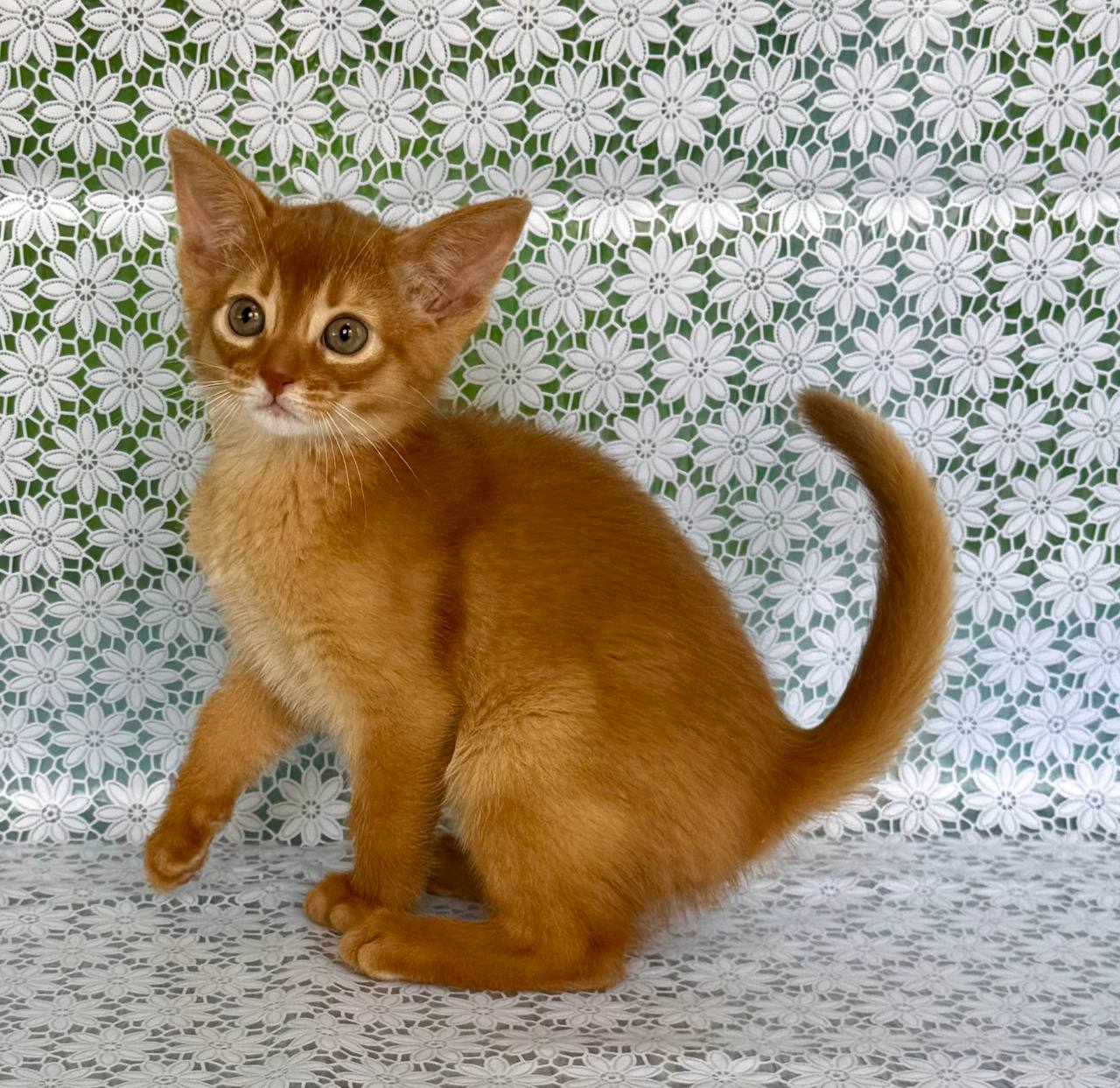 Bakara Abyssinian