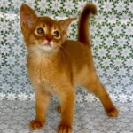 Bakara-female-Abyssinian-cat-puppy-for-sale-1 (3)