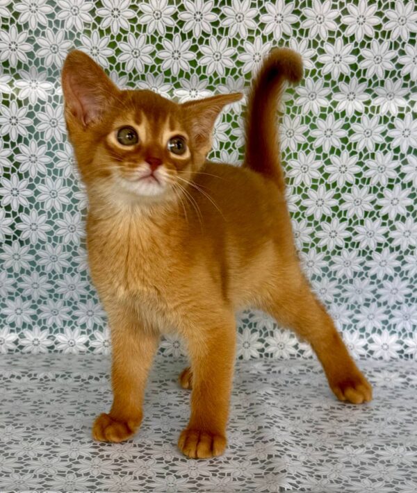 Bakara Abyssinian
