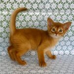 Bakara-female-Abyssinian-cat-puppy-for-sale-1 (4)