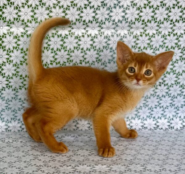 Bakara Abyssinian