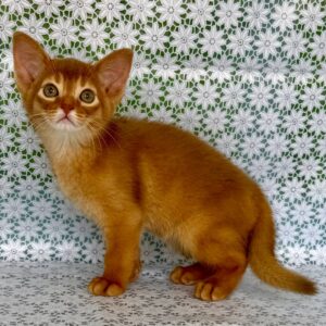 Baks Abyssinian Baks Abyssinian
