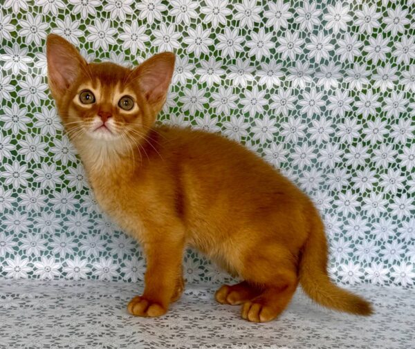 Baks Abyssinian