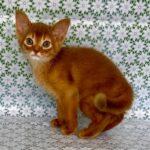 Baks-male-Abyssinian-cat-puppy-for-sale-1 (2)
