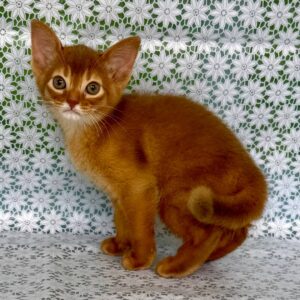 Baks Abyssinian Baks Abyssinian