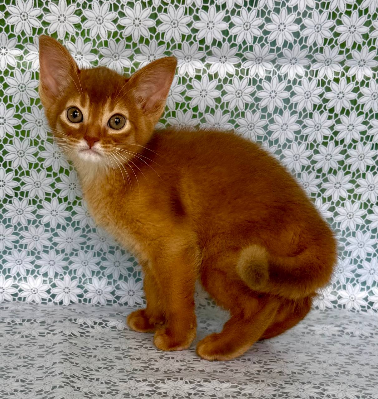 Baks Abyssinian