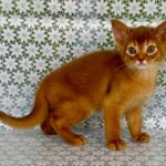 Baks-male-Abyssinian-cat-puppy-for-sale-1 (3)