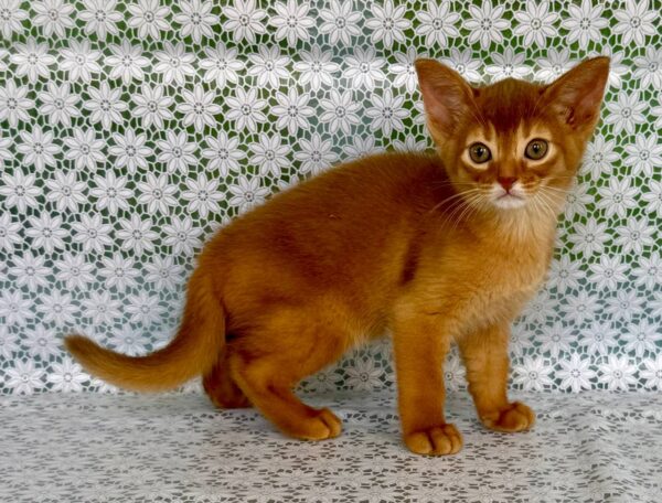 Baks Abyssinian