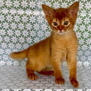 Bastet Abyssinian Bastet Abyssinian