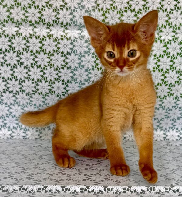 Bastet Abyssinian
