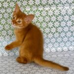 Bastet-female-Abyssinian-cat-puppy-for-sale-1 (2)