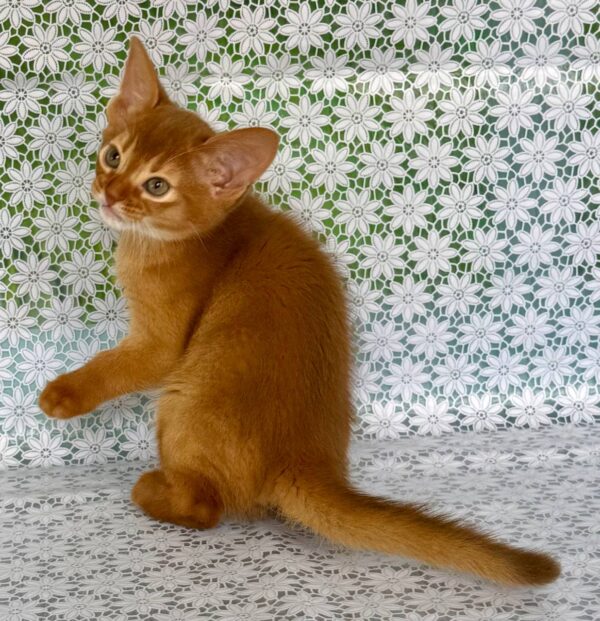 Bastet Abyssinian