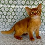 Bastet-female-Abyssinian-cat-puppy-for-sale-1 (3)