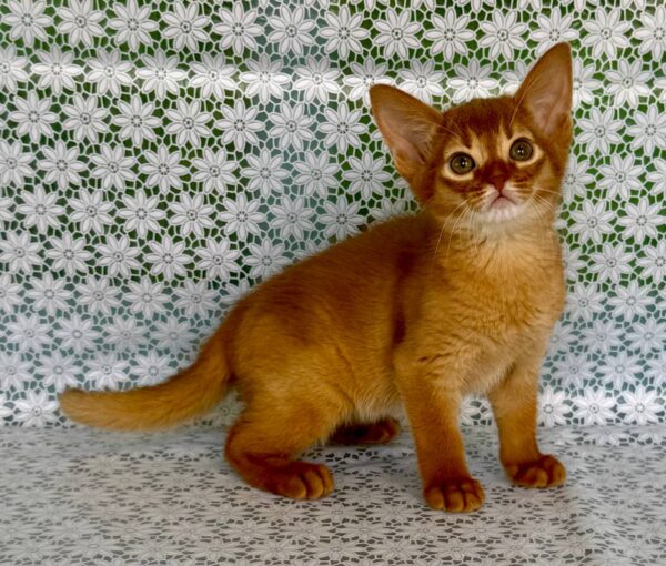 Bastet Abyssinian