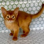 Bastet-female-Abyssinian-cat-puppy-for-sale-1 (4)