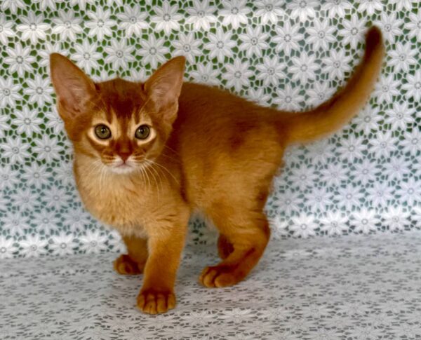 Bastet Abyssinian