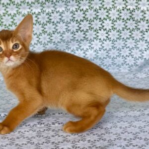 Electra Abyssinian Electra Abyssinian