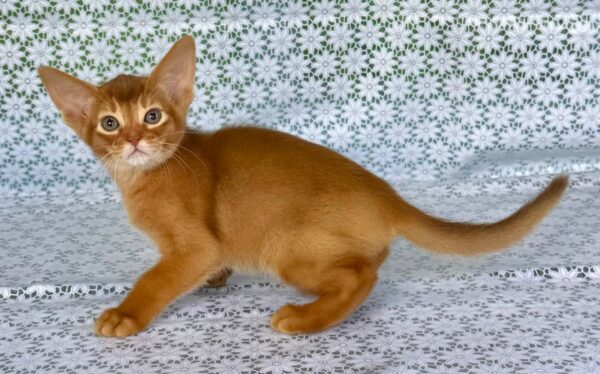 Electra Abyssinian