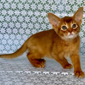 Electra Abyssinian Electra Abyssinian
