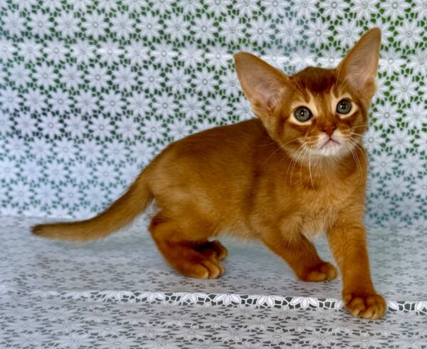 Electra Abyssinian