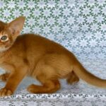 Electra-female-Abyssinian-cat-puppy-for-sale-1 (3)