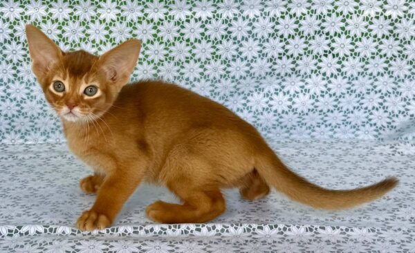 Electra Abyssinian
