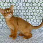 Electra-female-Abyssinian-cat-puppy-for-sale-1 (4)