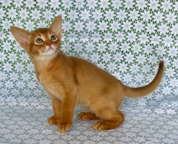 Electra Abyssinian