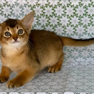 Elka Abyssinian Elka Abyssinian