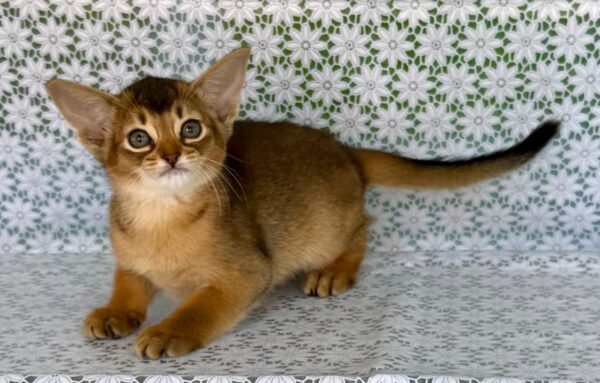 Elka Abyssinian