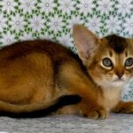 Elka-female-Abyssinian-cat-puppy-for-sale-1 (2)