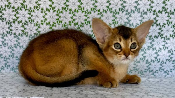 Elka Abyssinian