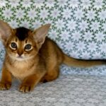Elka-female-Abyssinian-cat-puppy-for-sale-1 (3)