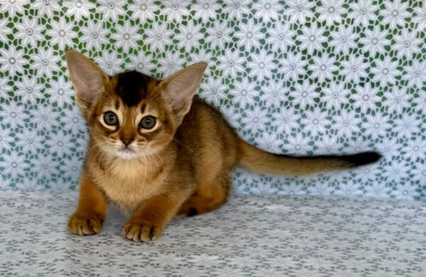 Elka Abyssinian