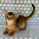 Elsie Abyssinian