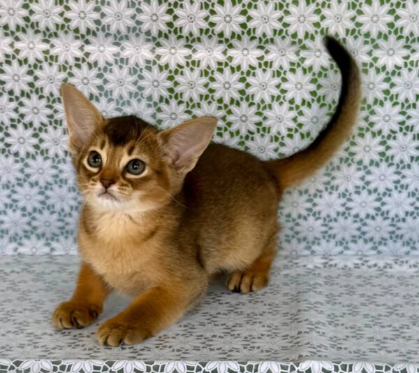 Elka Abyssinian