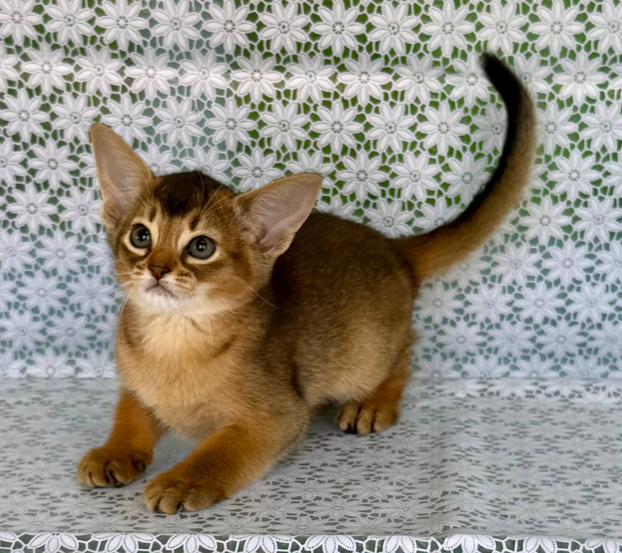 Elka Abyssinian