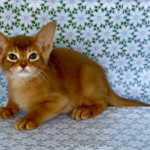 Ellada Abyssinian Ellada Abyssinian