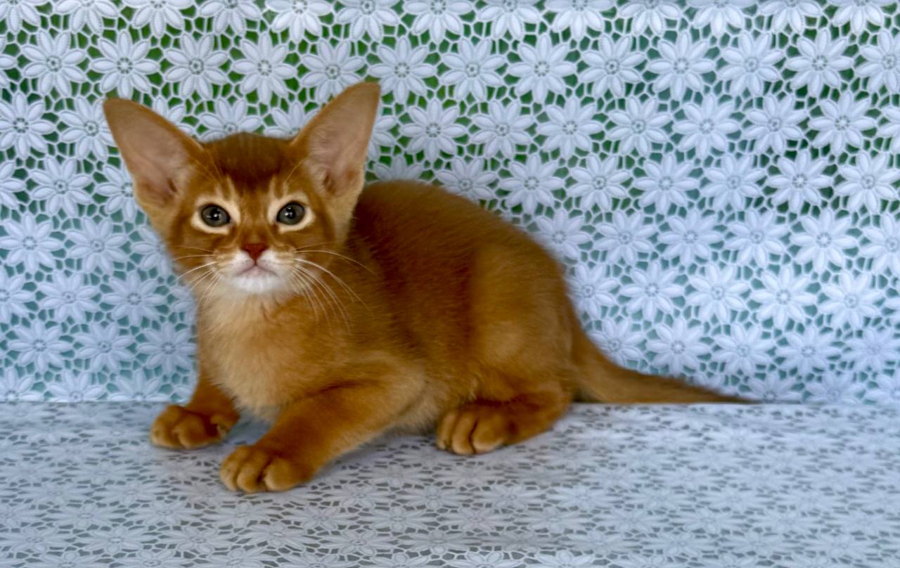 Ellada Abyssinian