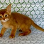 Ellada-female-Abyssinian-cat-puppy-for-sale-1 (2)