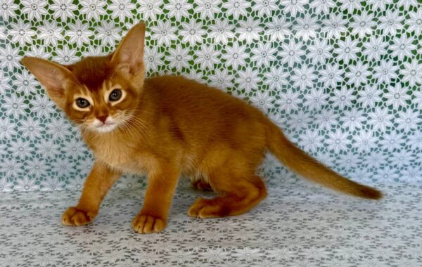 Ellada Abyssinian Ellada Abyssinian