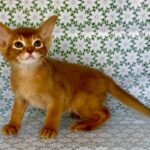 Ellada-female-Abyssinian-cat-puppy-for-sale-1 (3)