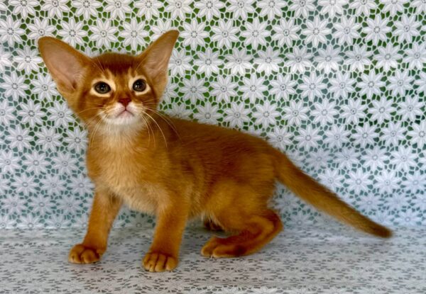 Ellada Abyssinian Ellada Abyssinian