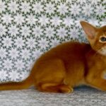 Ellada-female-Abyssinian-cat-puppy-for-sale-1 (4)