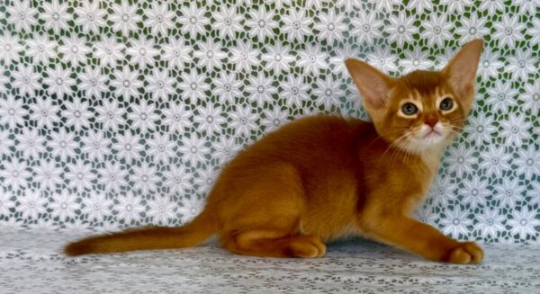 Ellada Abyssinian Ellada Abyssinian
