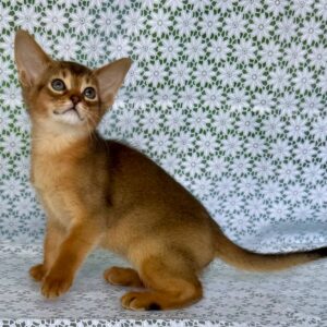 Elsie Abyssinian Elsie Abyssinian