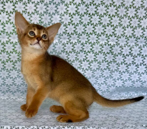 Elsie Abyssinian