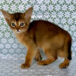 Elsie-female-Abyssinian-cat-puppy-for-sale-1 (2)